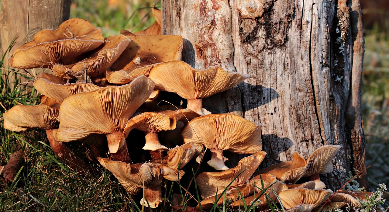 Solo funghi buoni e sicuri con il servizio di ispettorato micologico Ats