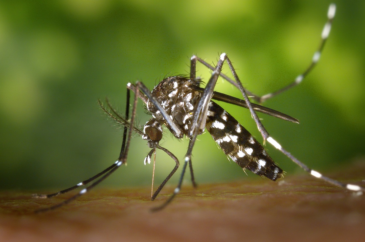 Prevenzione e controllo dell'infestazione da zanzara tigre